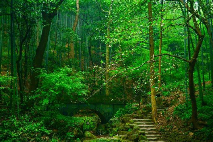 杭州云栖竹径绿色风景图片 3