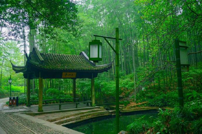 杭州云栖竹径绿色风景图片 4
