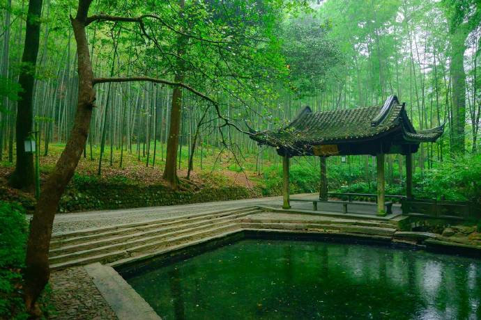 杭州云栖竹径绿色风景图片 5