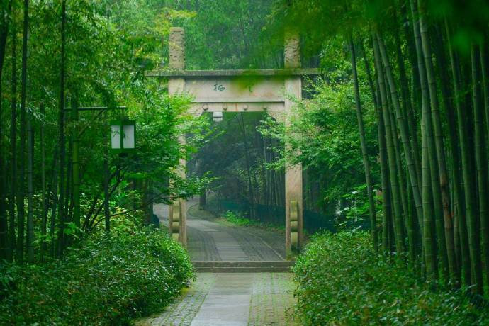 杭州云栖竹径绿色风景图片 6