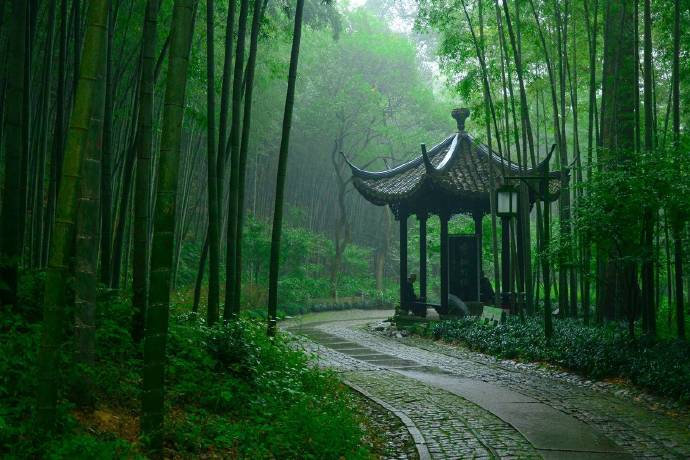 杭州云栖竹径绿色风景图片 8