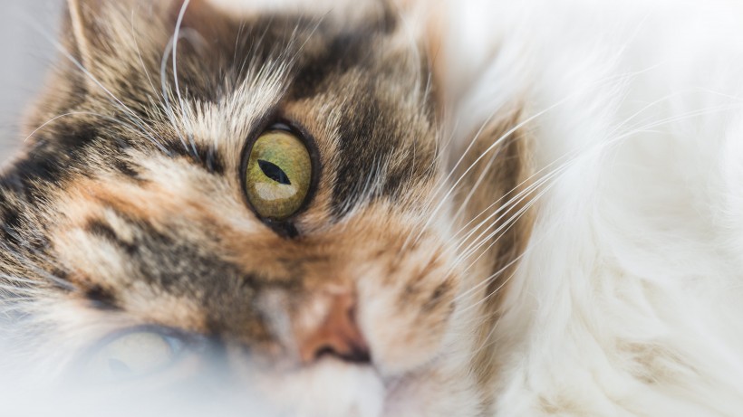 可爱慵懒的猫咪图片