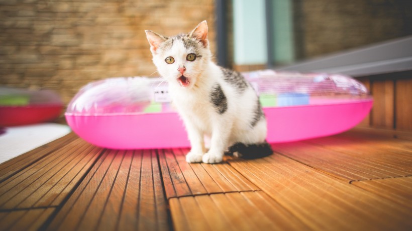 可爱慵懒的猫咪图片 2