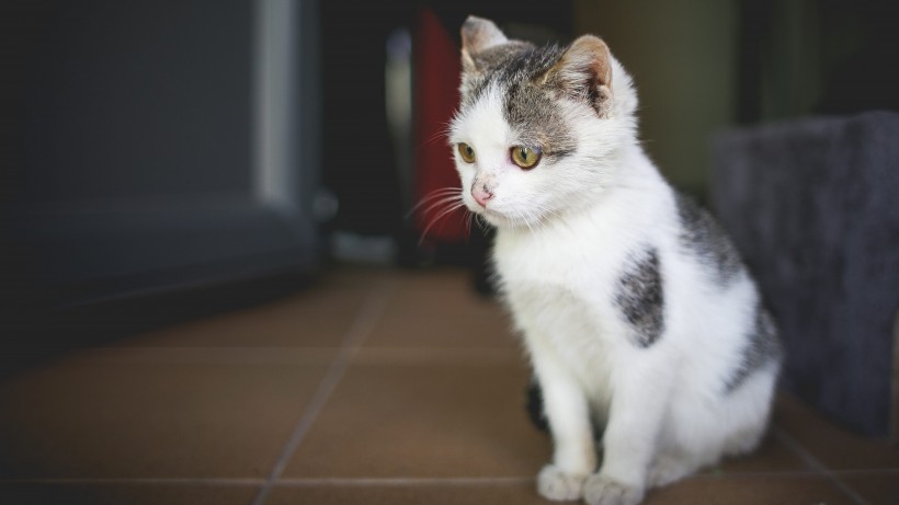 可爱慵懒的猫咪图片 3