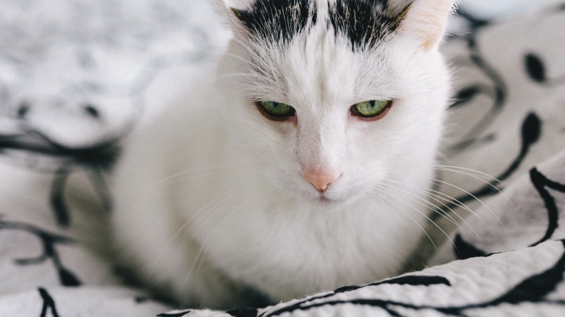 可爱慵懒的猫咪图片 4