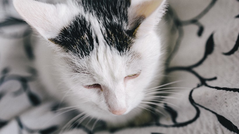 可爱慵懒的猫咪图片 5