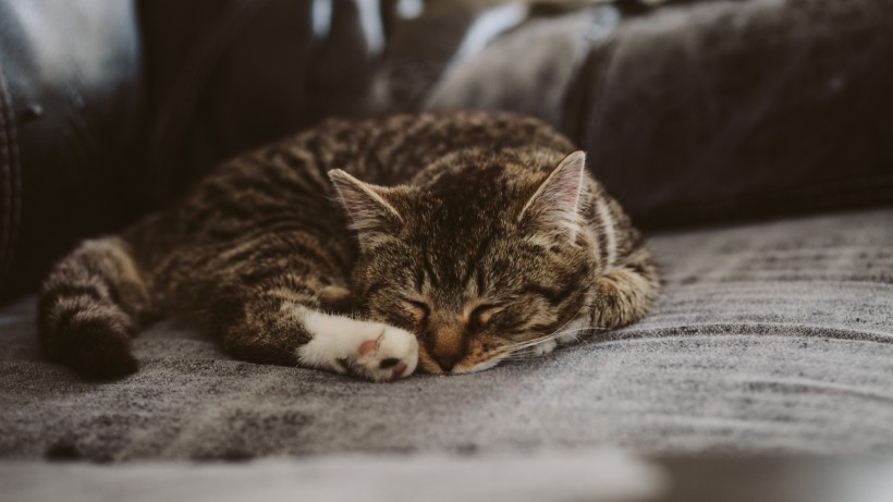 可爱慵懒的猫咪图片 6