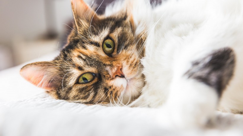 可爱慵懒的猫咪图片 7