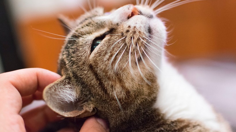 可爱慵懒的猫咪图片