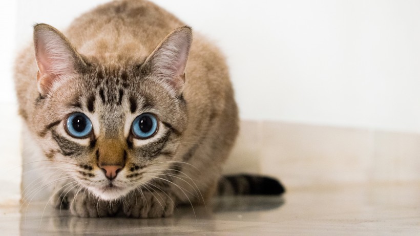 可爱慵懒的猫咪图片 10