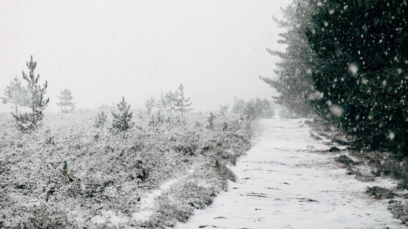 树林里下雪后自然风景图片