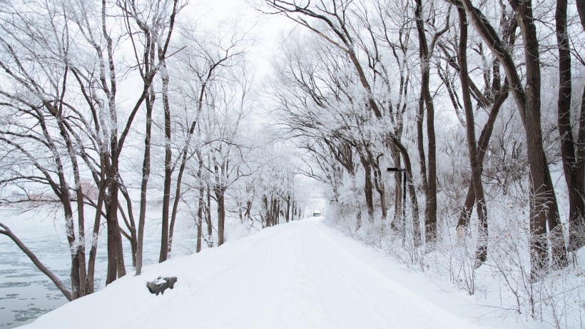 树林里下雪后自然风景图片 4