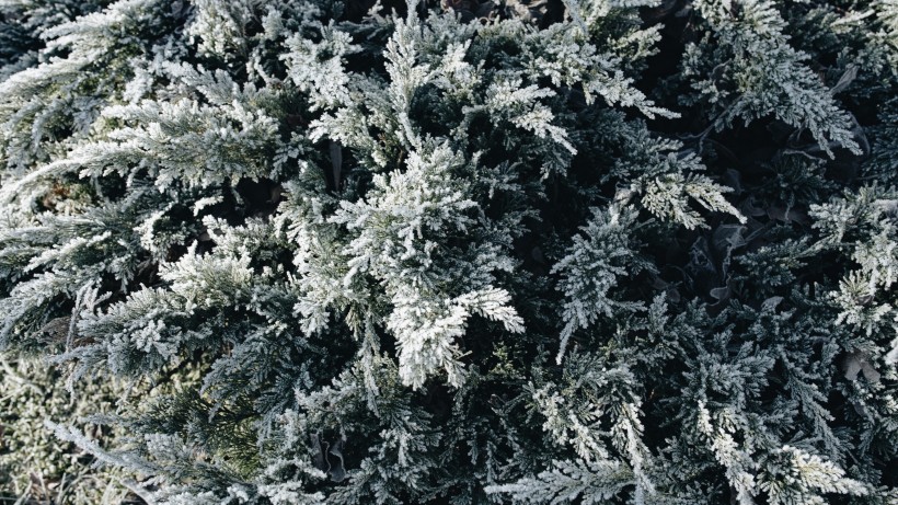 树林里下雪后自然风景图片 7