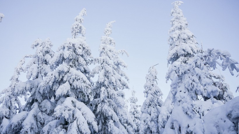 树林里下雪后自然风景图片 8