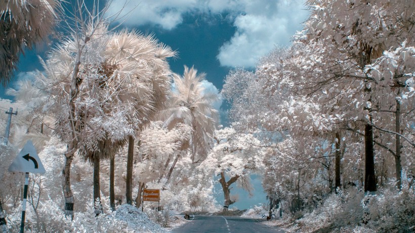 树林里下雪后自然风景图片 10