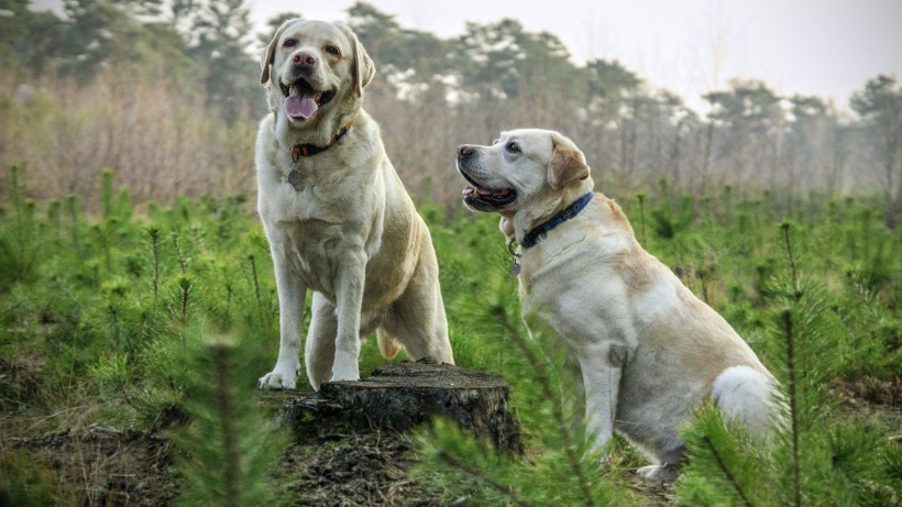 活泼忠诚的拉布拉多犬图片