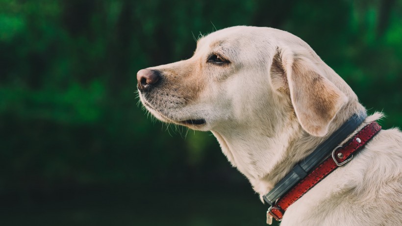 活泼忠诚的拉布拉多犬图片 2