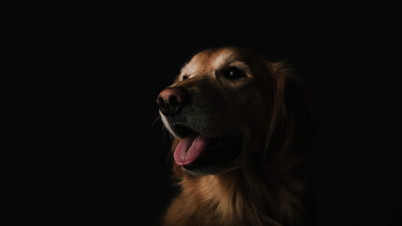 活泼忠诚的拉布拉多犬图片 5