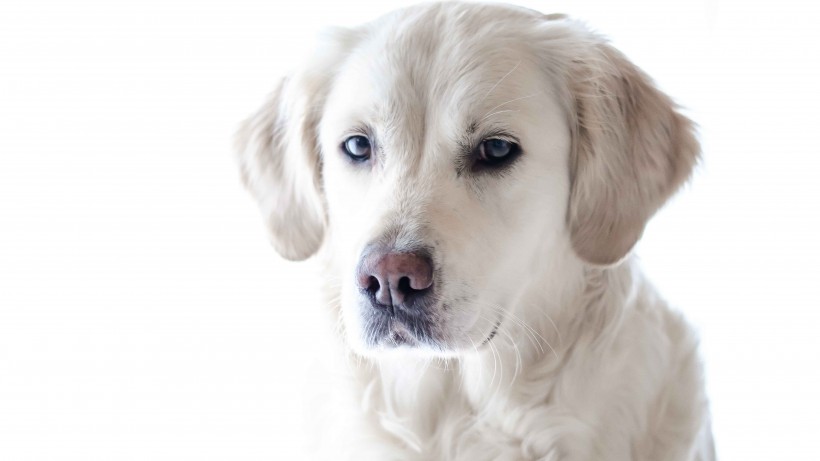 活泼忠诚的拉布拉多犬图片 6