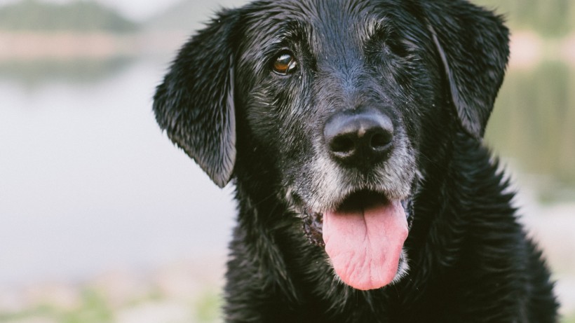 活泼忠诚的拉布拉多犬图片 7