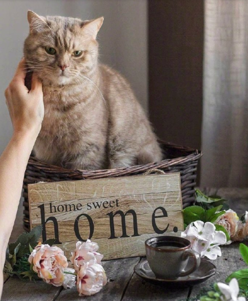 自在生活有鲜花和猫咪就好