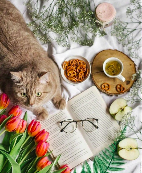 自在生活有鲜花和猫咪就好 2