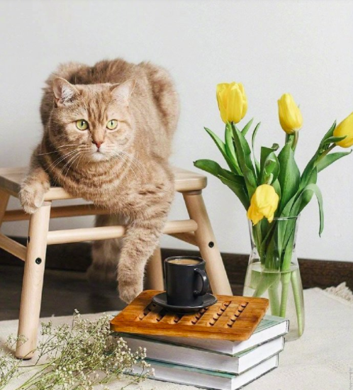 自在生活有鲜花和猫咪就好 3