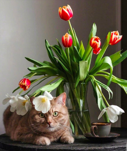自在生活有鲜花和猫咪就好 4