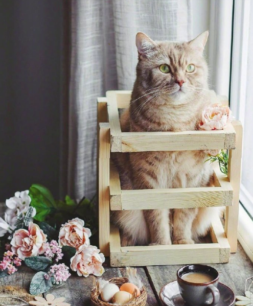 自在生活有鲜花和猫咪就好 5