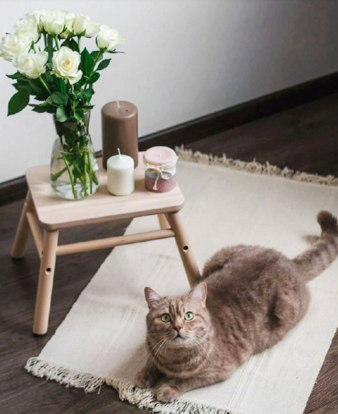 自在生活有鲜花和猫咪就好 6