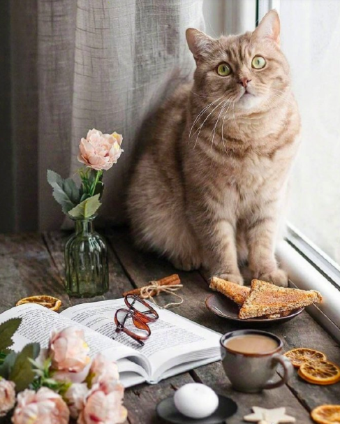 自在生活有鲜花和猫咪就好 7