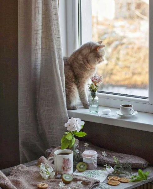 自在生活有鲜花和猫咪就好 8