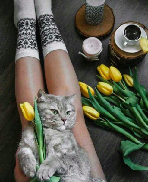 自在生活有鲜花和猫咪就好 9
