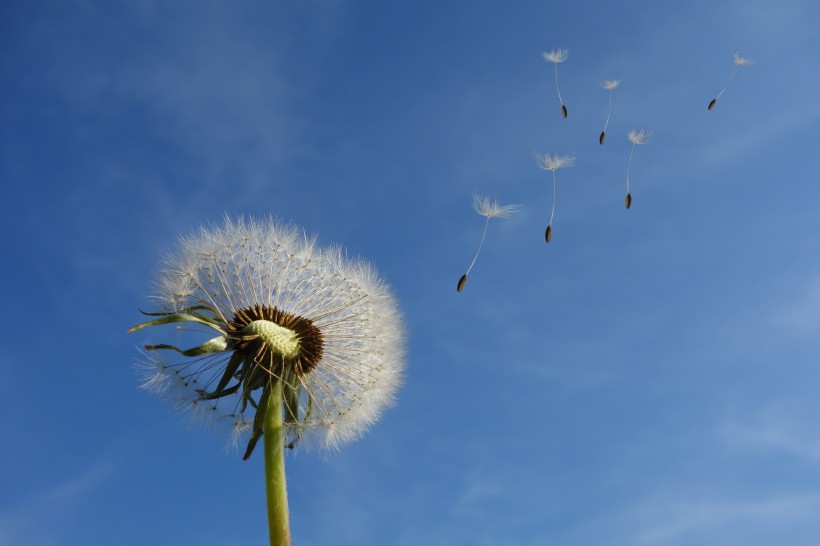 菊科柔软轻盈的白色蒲公英图片
