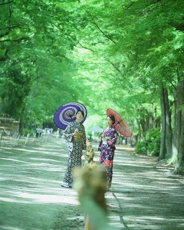 夏天的日本京都梦幻花园大自然美景 6