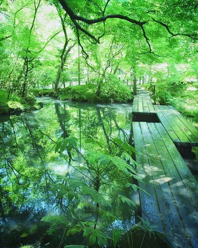 夏天的日本京都梦幻花园大自然美景 7