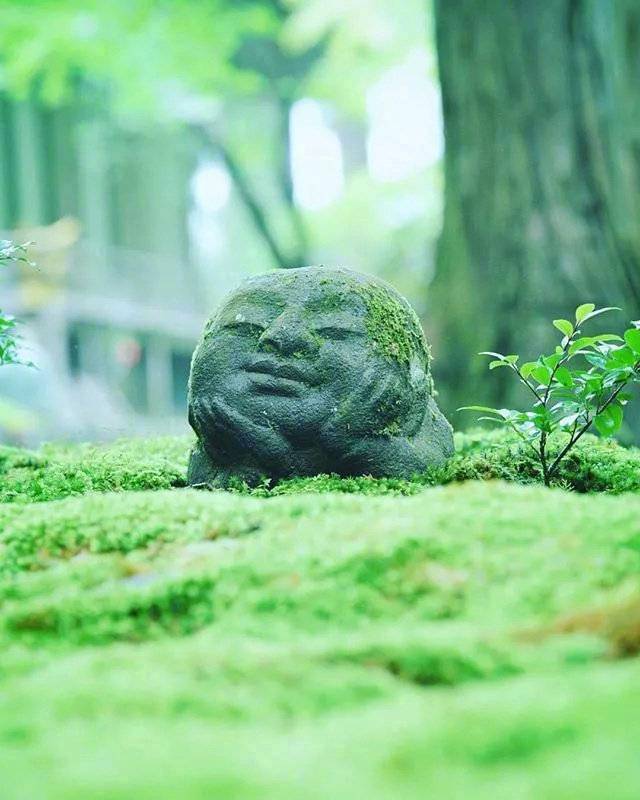 夏天的日本京都梦幻花园大自然美景 9