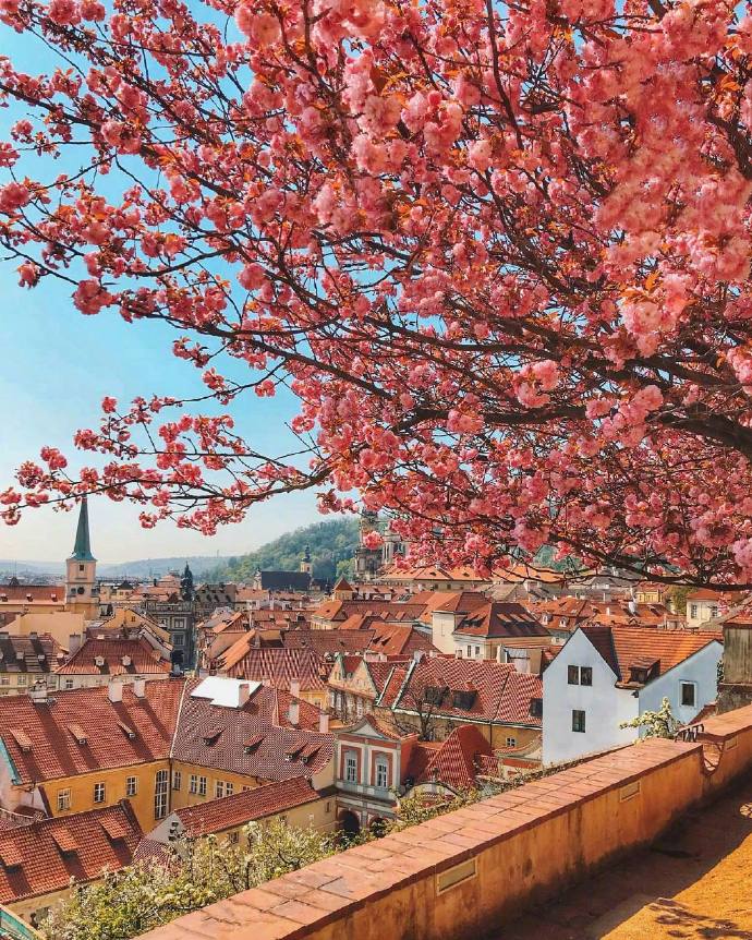 Prague Castle捷克布拉格唯美鲜花图片 3
