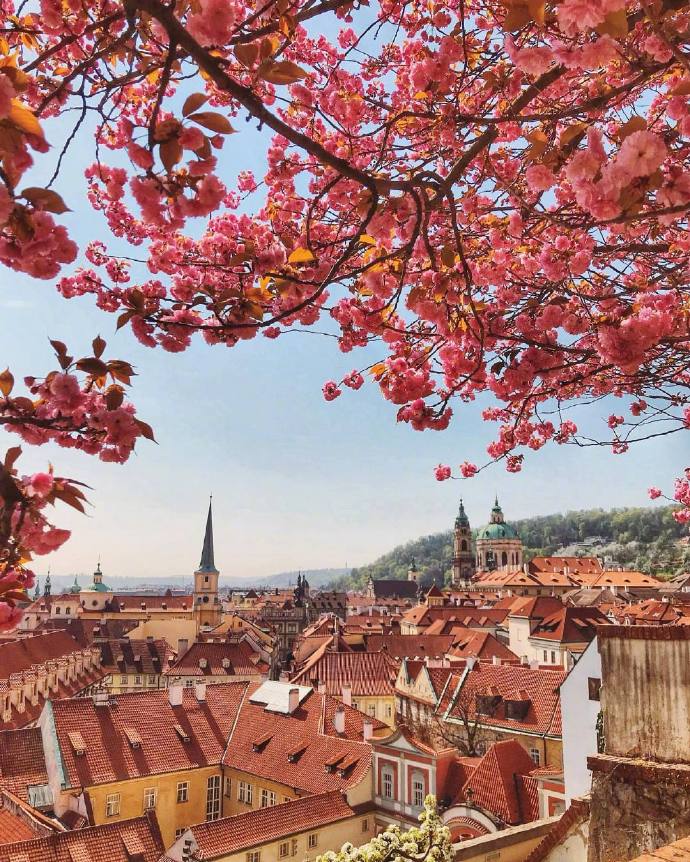 Prague Castle捷克布拉格唯美鲜花图片 5