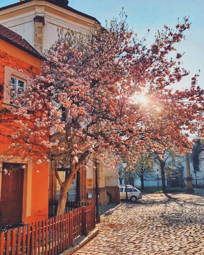 Prague Castle捷克布拉格唯美鲜花图片 8
