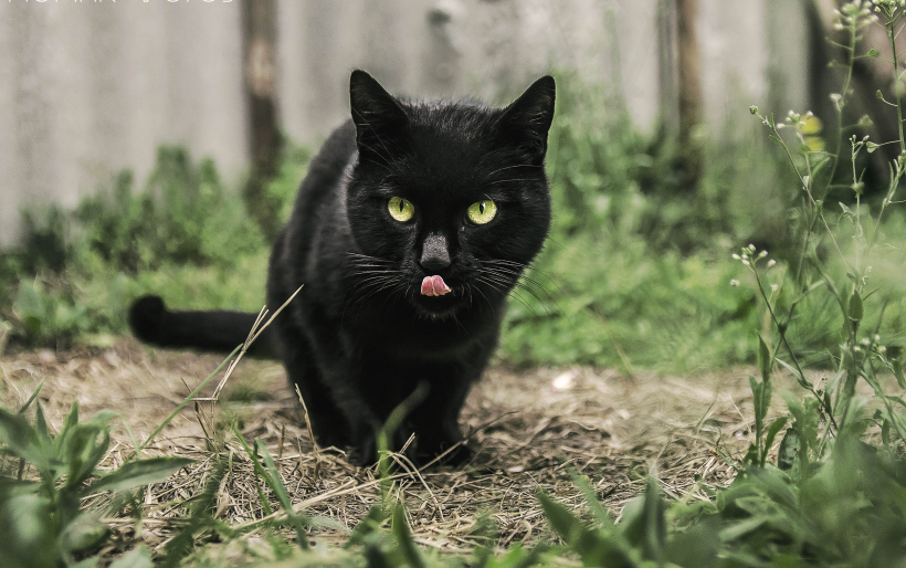 眼睛炯炯有神的黑色猫咪图片 4