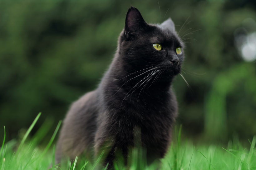 眼睛炯炯有神的黑色猫咪图片