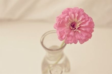 早晨唯美鲜花花束壁纸