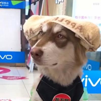 可爱沙雕头像动物 5