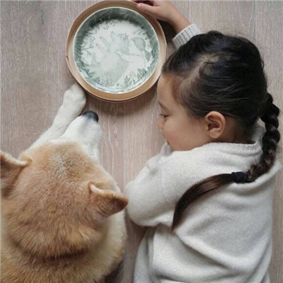 有一个柴犬头像的网站 3