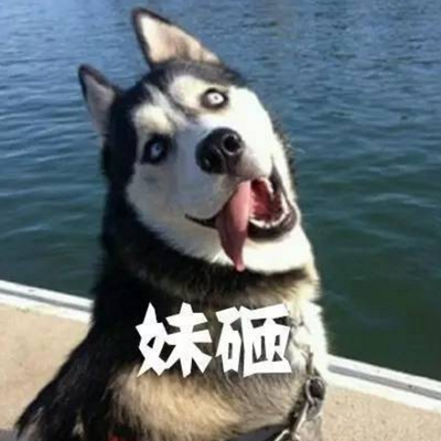 头像狗狗搞怪 4