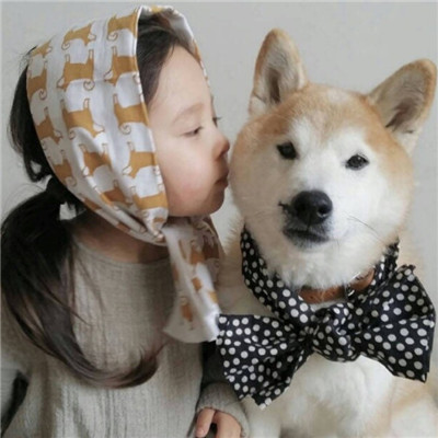 有一个柴犬头像的网站 4