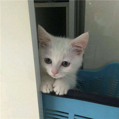 汤姆猫头像高清 3