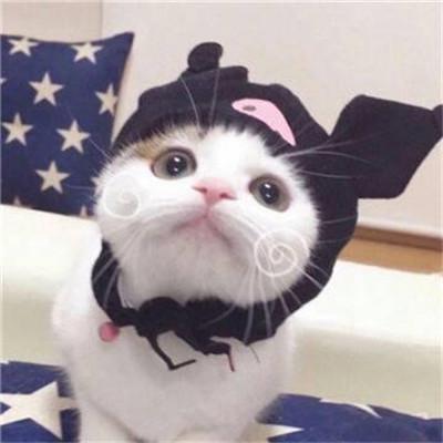 小猪头像图片大全可爱