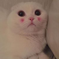 为什么微信头像很模糊 10